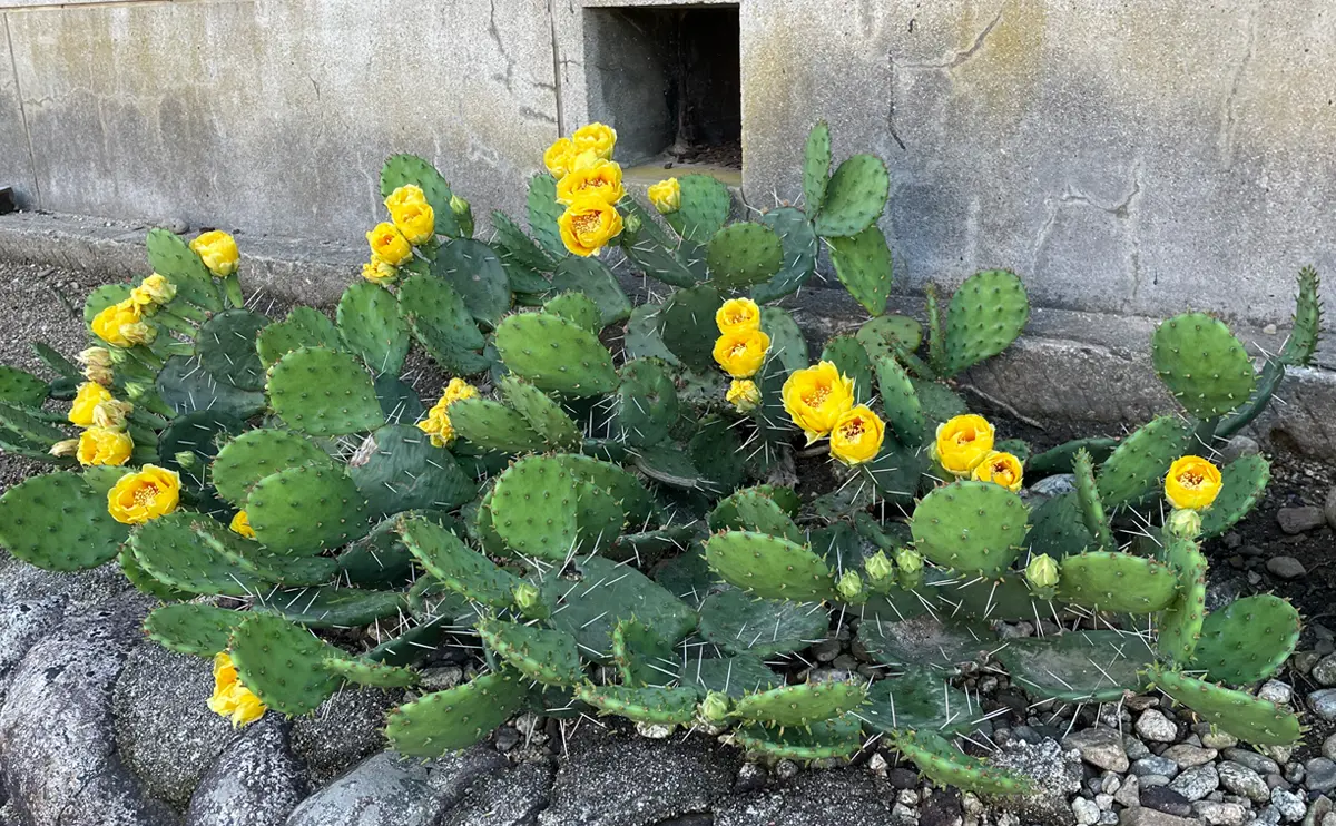 写真：開花したウチワサボテン02