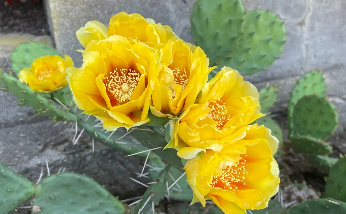 写真：ウチワサボテンの花