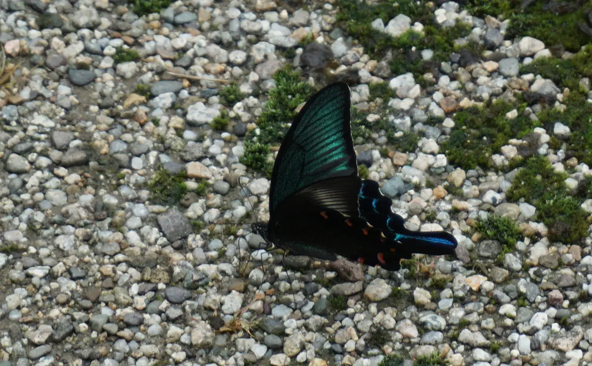 写真：カラスアゲハ