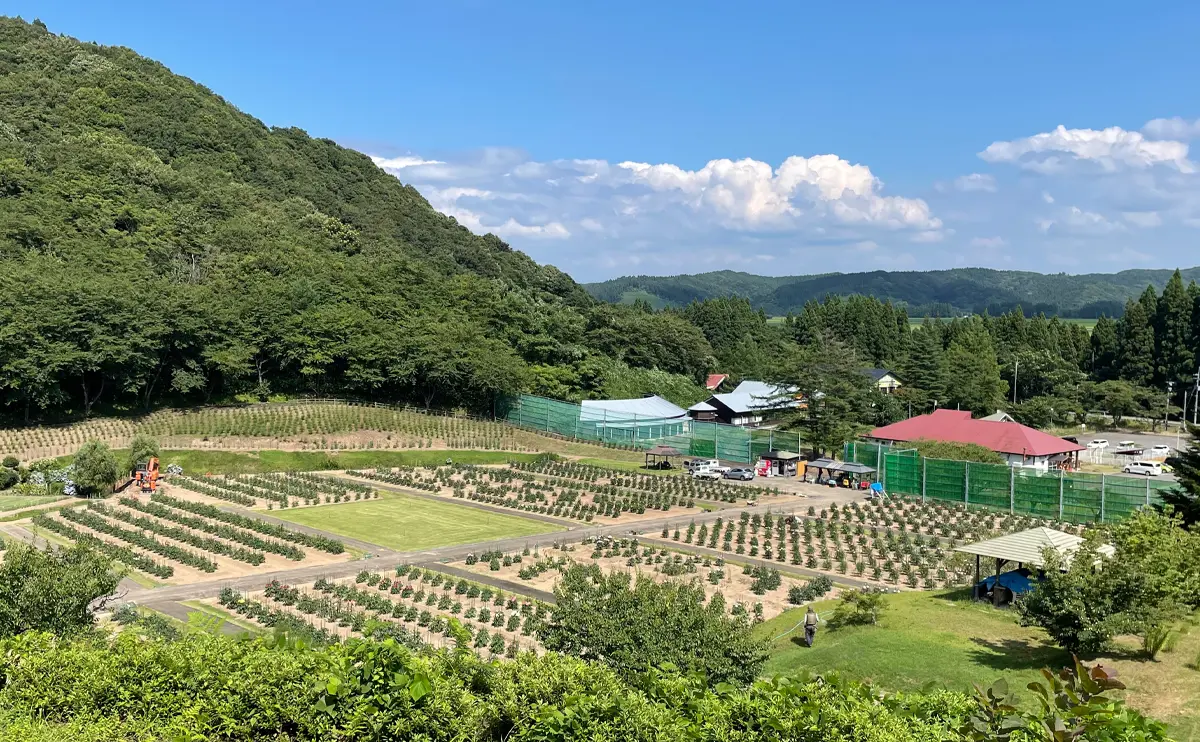 写真：8月上旬の秋田国際ダリア園