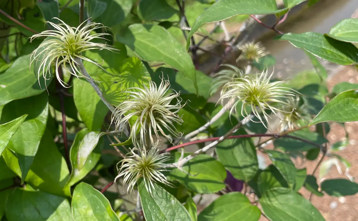 写真：花後のクレマチス