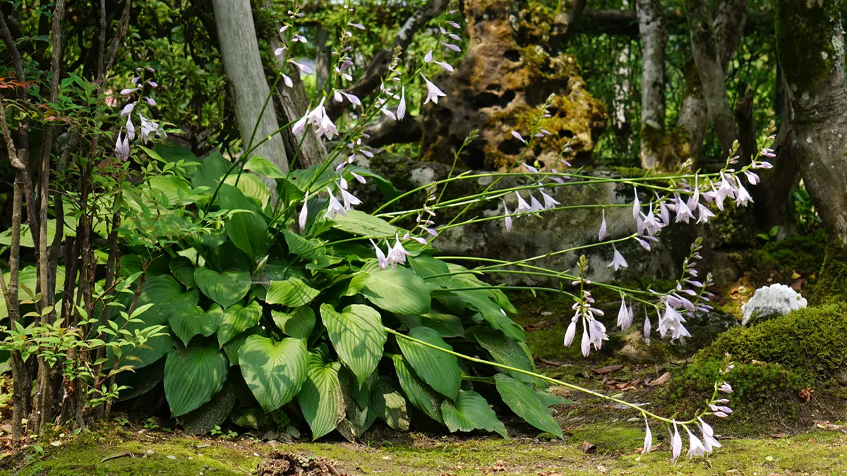 写真：ギボウシ