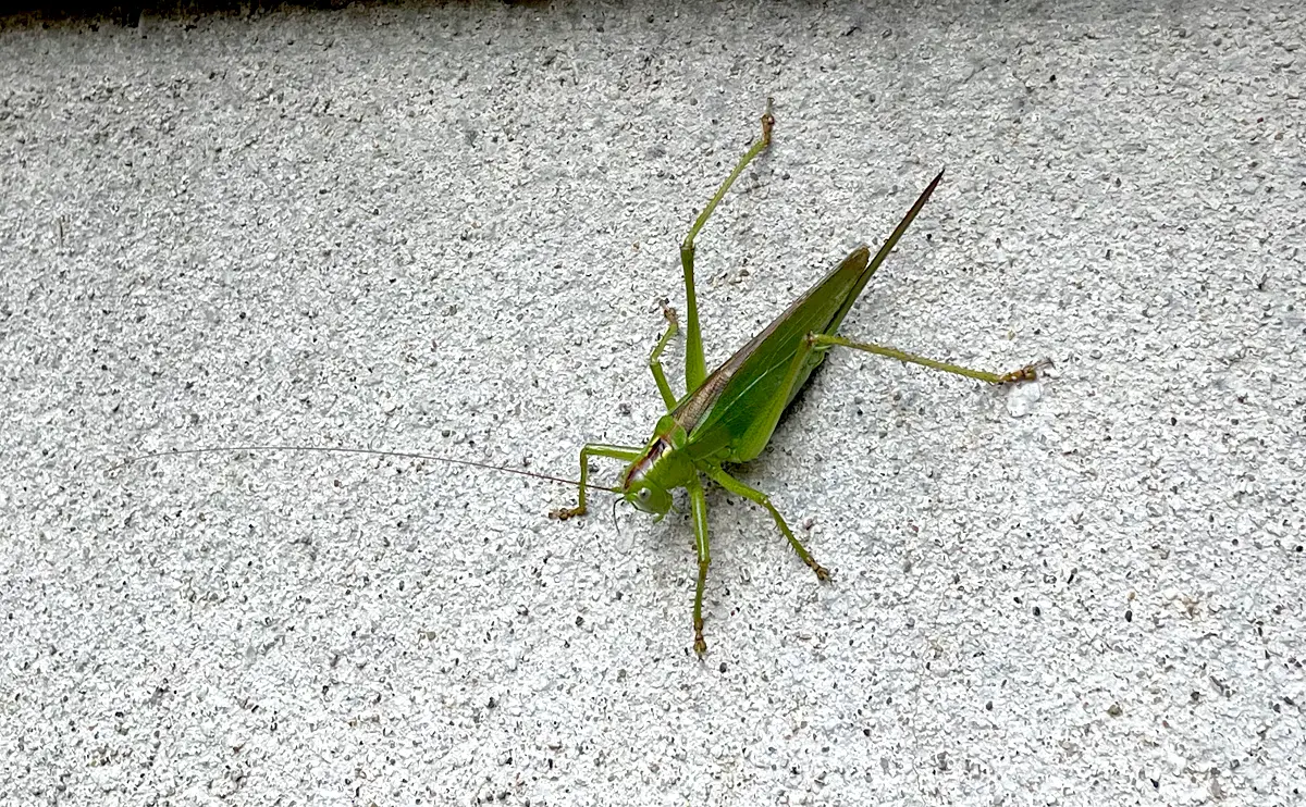 写真：ヤブキリ（メス）