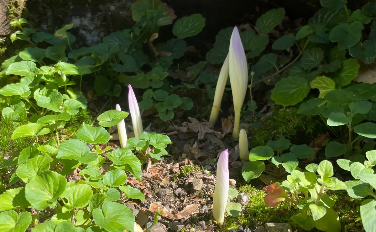 写真：コルチカムの芽