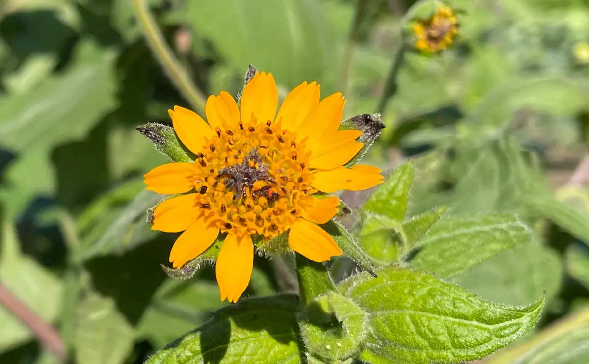 写真：ヤーコンの花