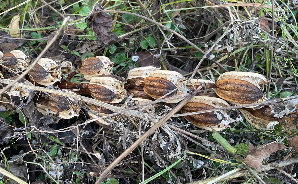 写真:11月中旬のオオウバユリの実