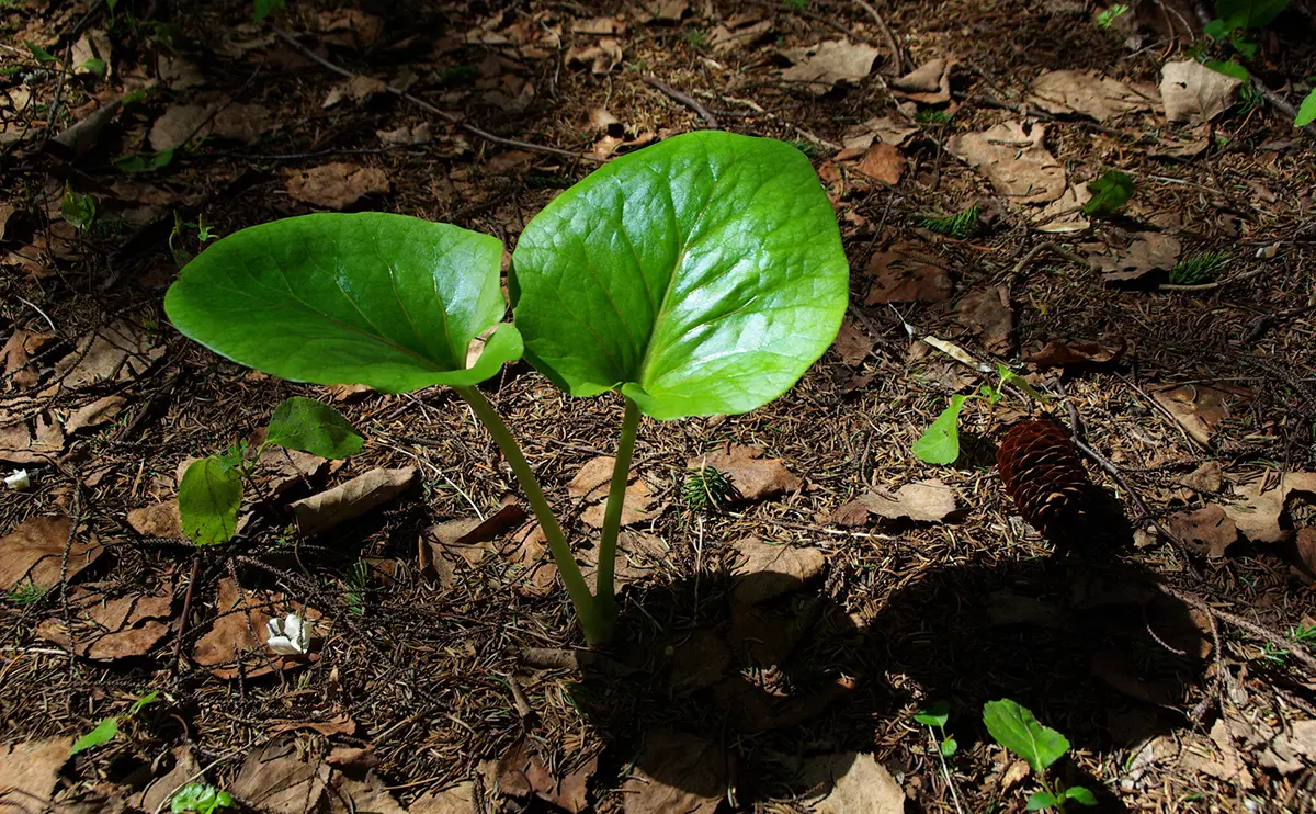 写真:オオウバユリの葉っぱ