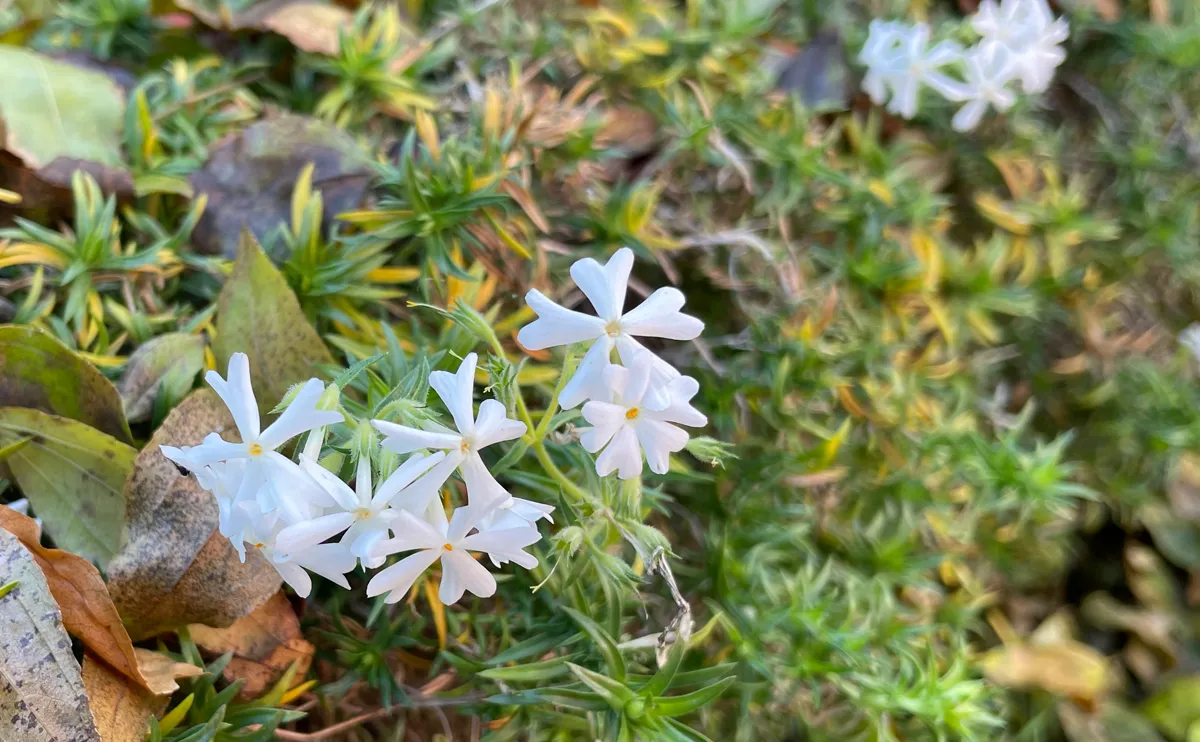 写真:狂い咲きした白色のシバザクラ