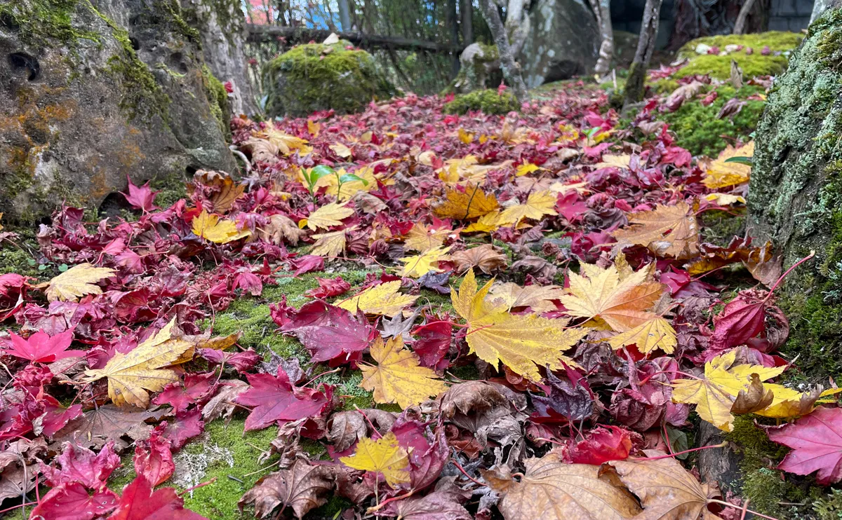 写真:落葉したモミジ