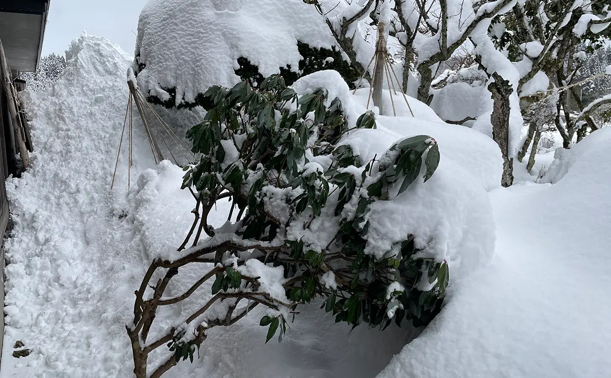 写真:雪の重みで傾いたユズリハ