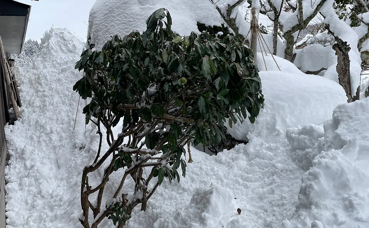 写真:雪の重みから解放されたユズリハ