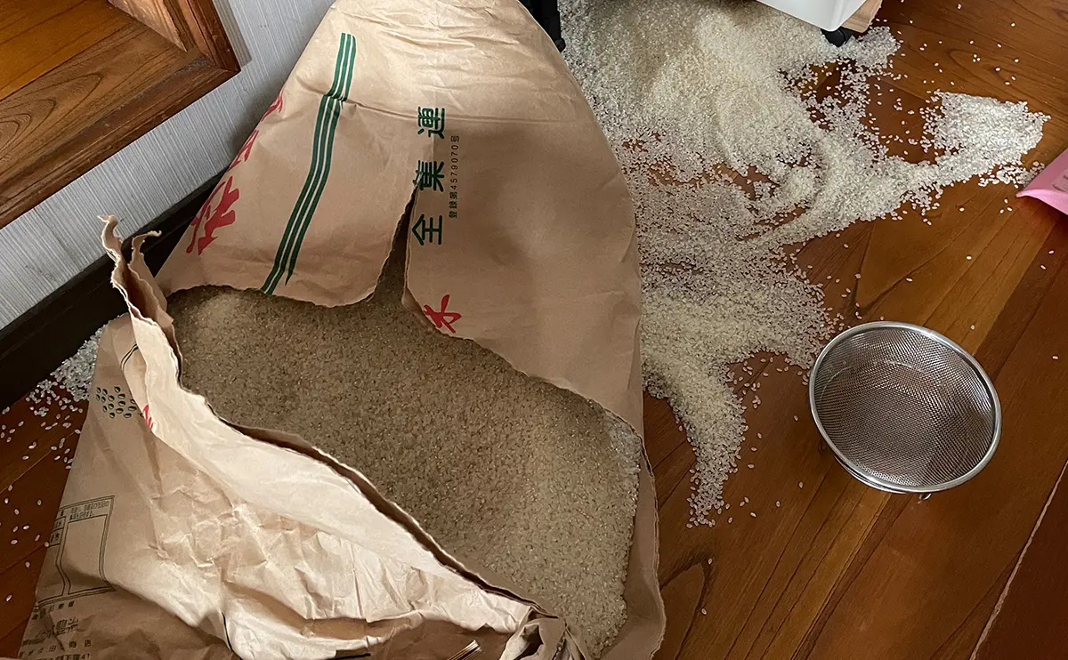 写真:袋が破れて散乱してしまったコメ