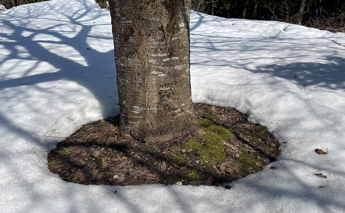写真:桜の木の根元