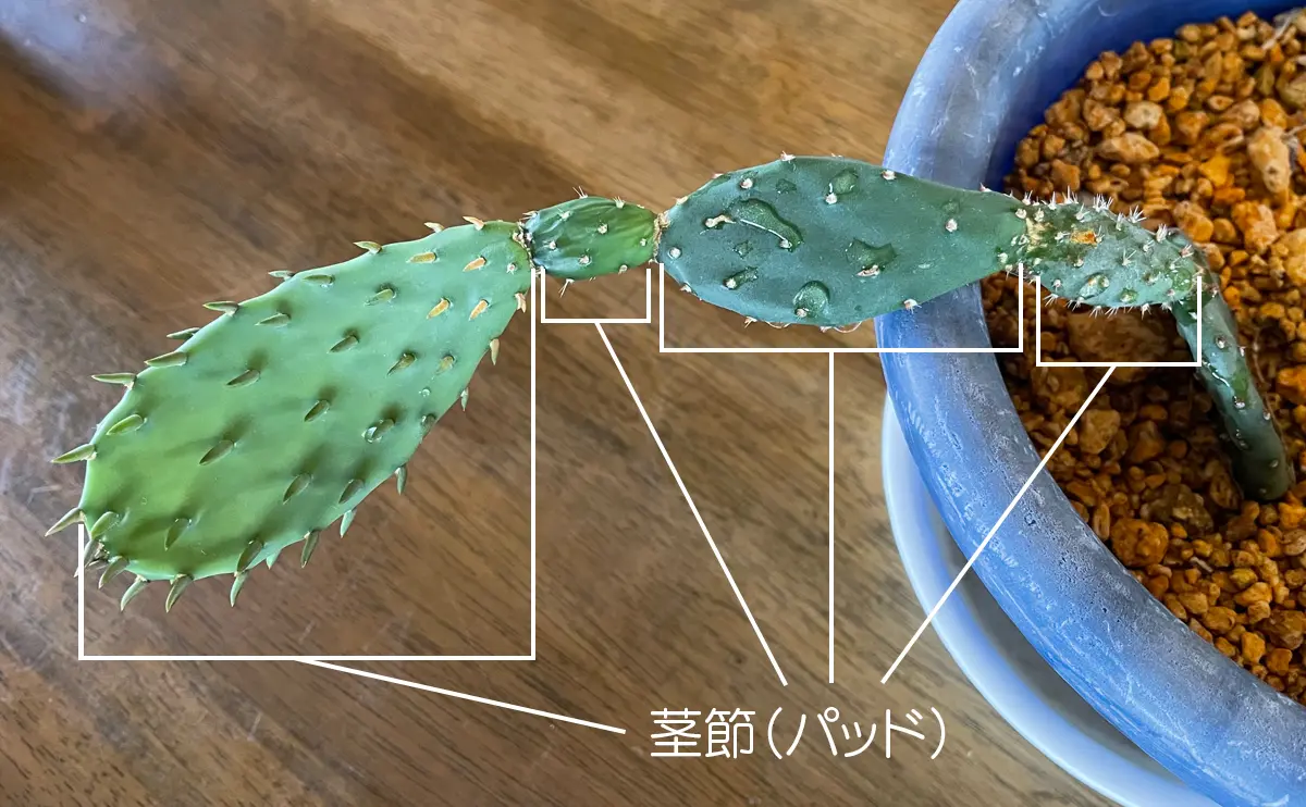 写真:ウチワサボテンの茎節