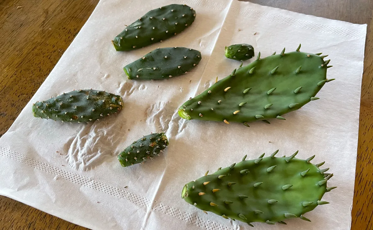 写真:切り取ったウチワサボテンの茎節