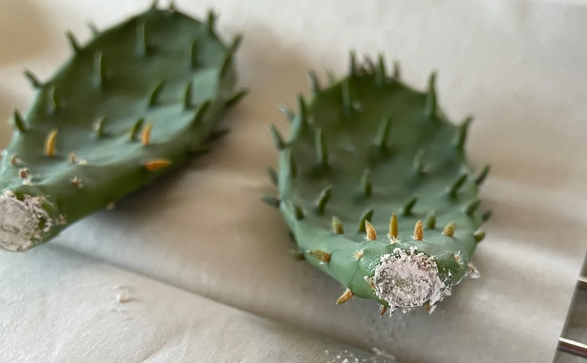 写真:殺菌剤を塗られたウチワサボテンの茎節