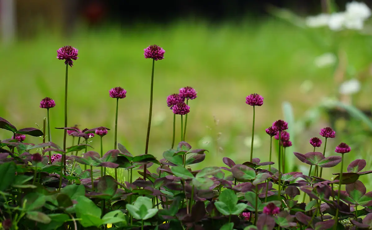 写真：シロツメクサ（赤葉の園芸品種）の花