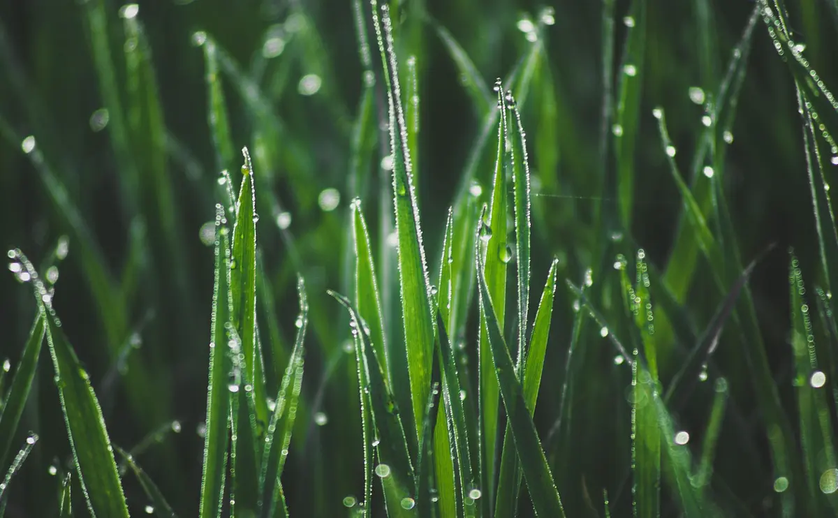 写真：濡れた草むら