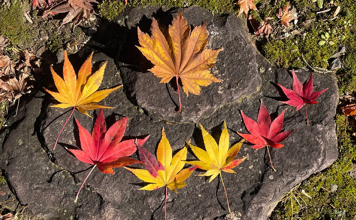写真：紅葉したカエデとモミジの葉っぱ