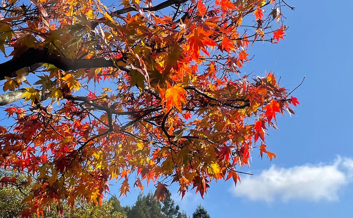写真：紅葉したモミジ1号