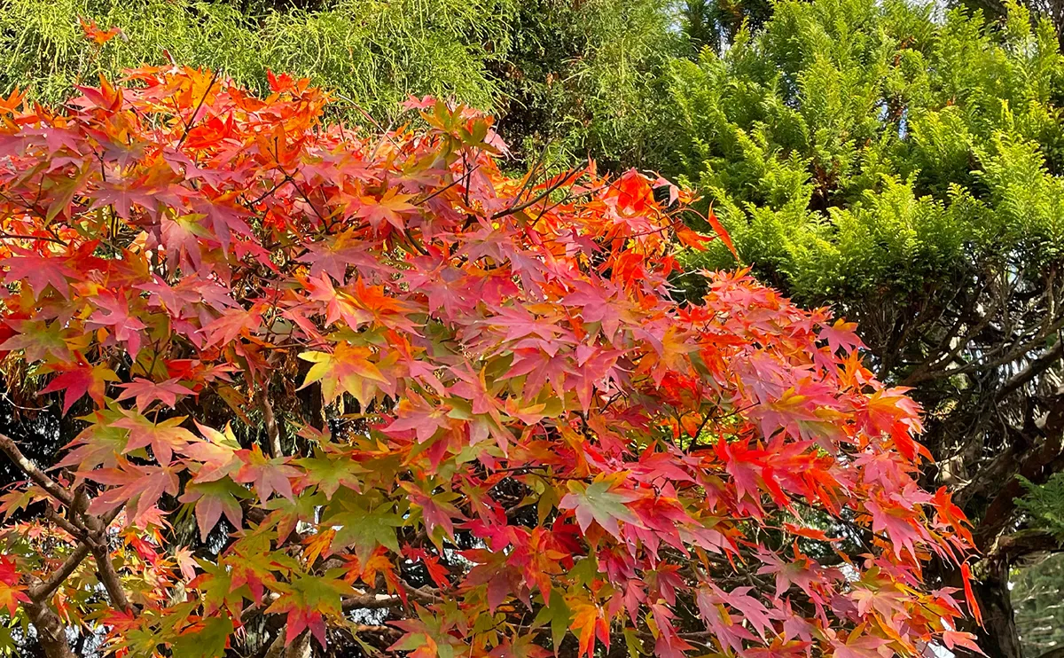 写真：紅葉したモミジ2号