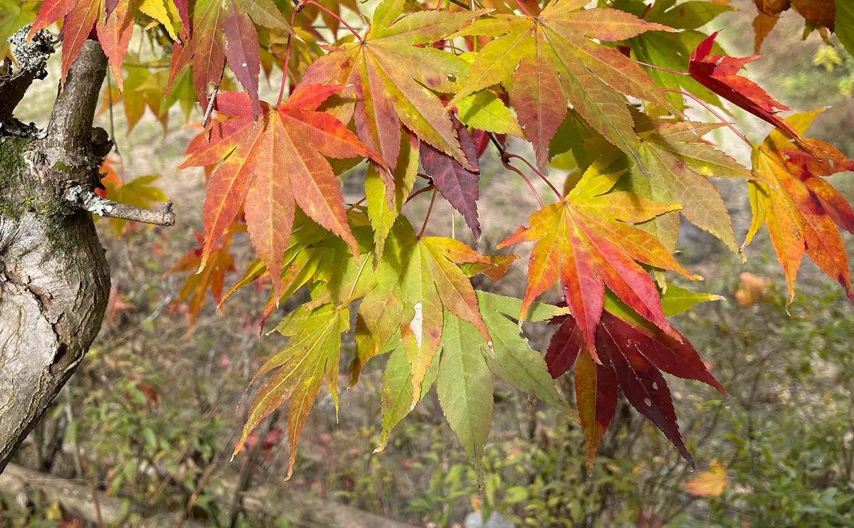 写真：紅葉したモミジ4号