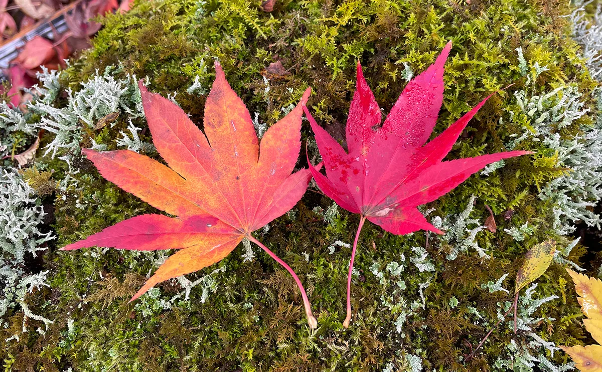 写真：紅葉したモミジ