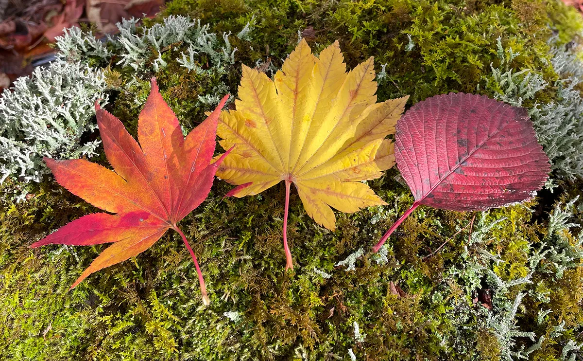 写真：左から紅葉したモミジ、ハウチワカエデ、オオデマリの葉っぱ