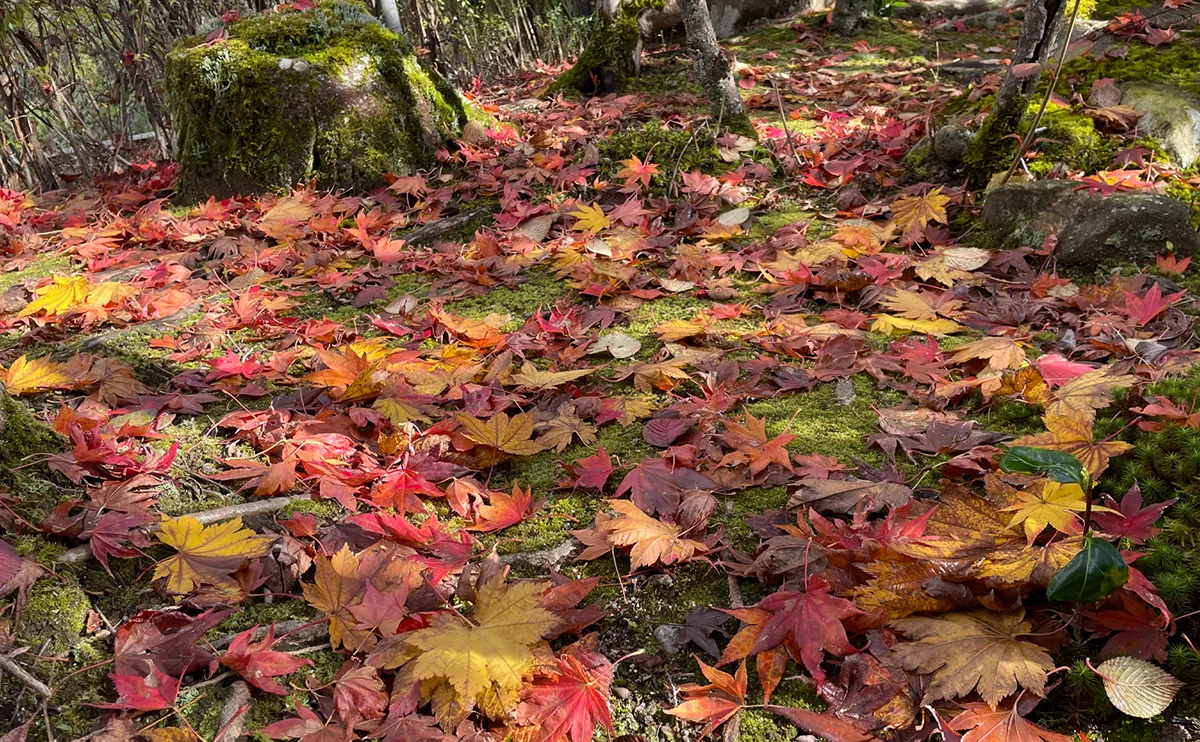 写真：落葉したカエデとモミジ