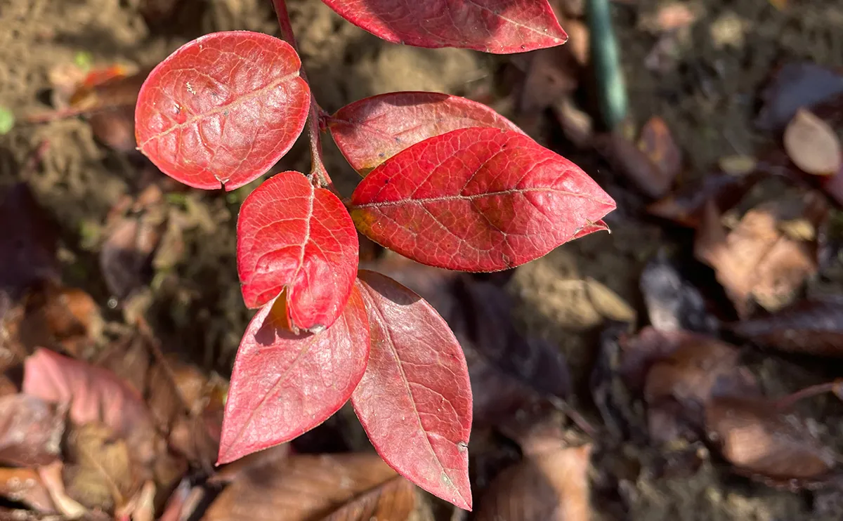写真：紅葉したブルーベリー