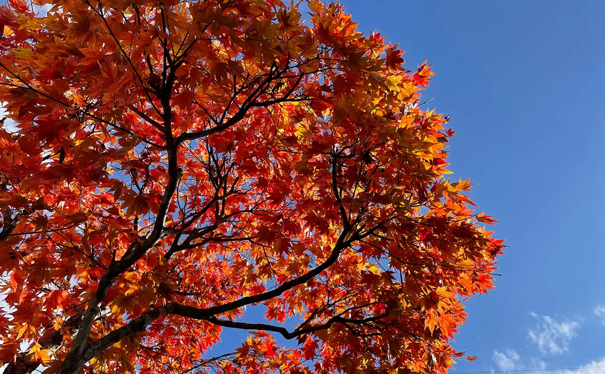 写真：紅葉したノムラモミジ