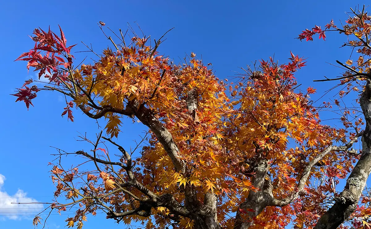 写真：紅葉したモミジ5号