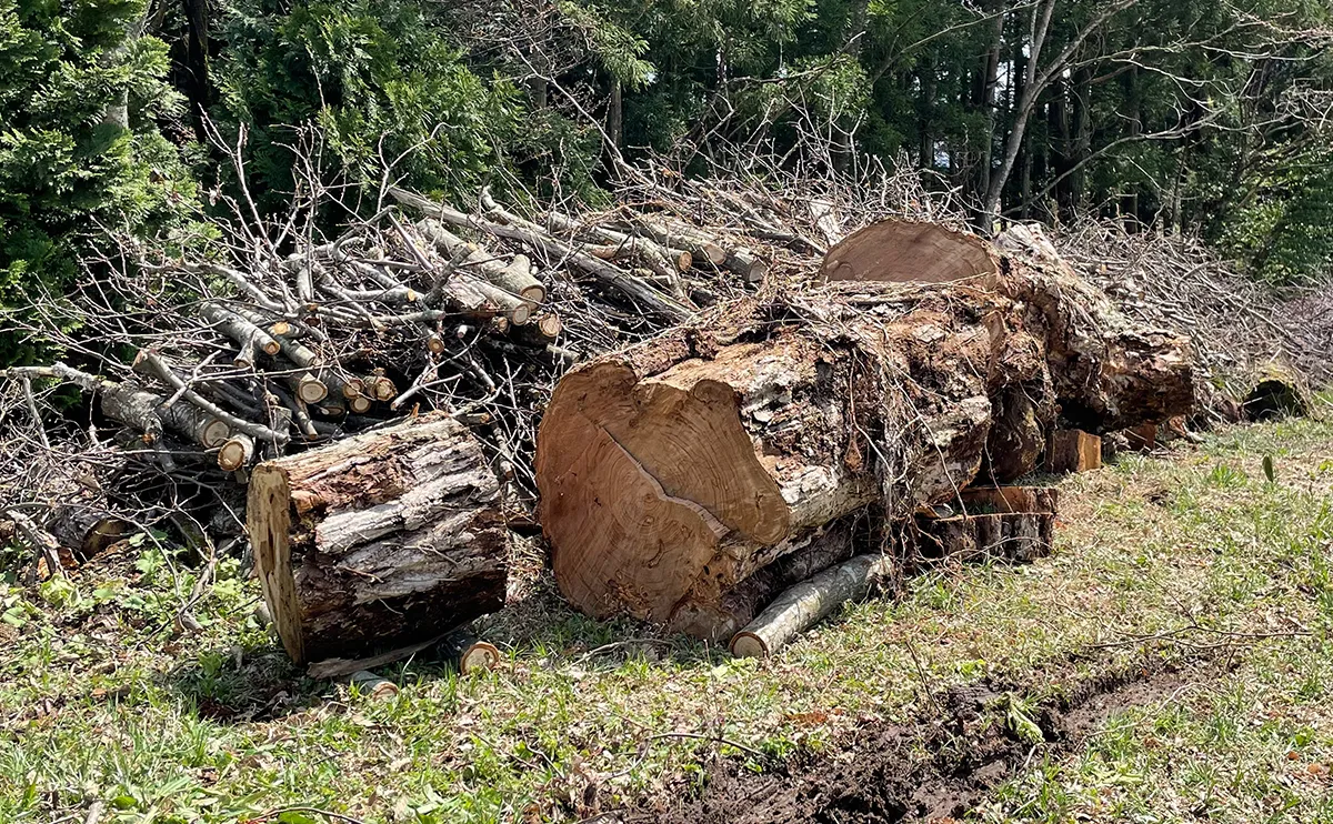 写真:伐採されたクリの木