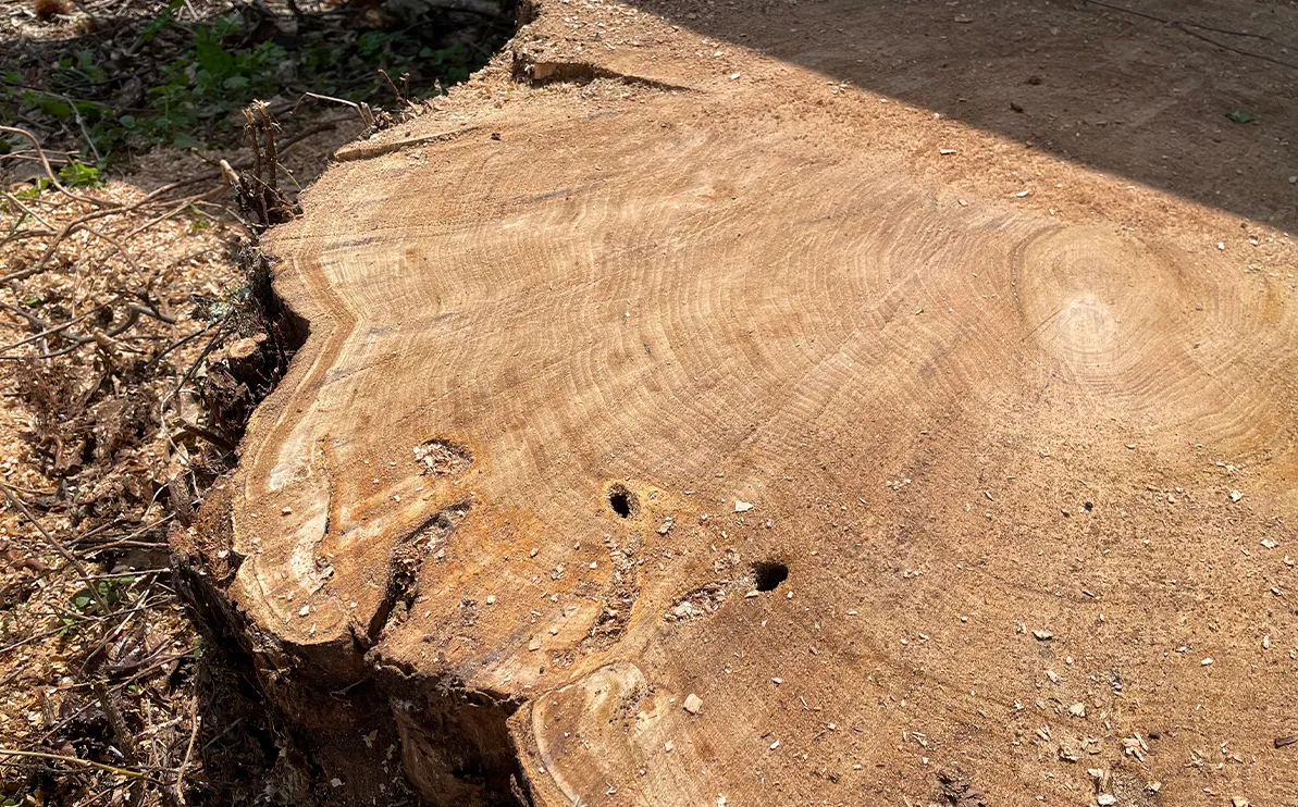 写真:クリの切り株