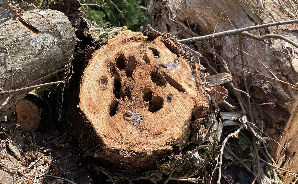 写真:虫に食われたたクリの木