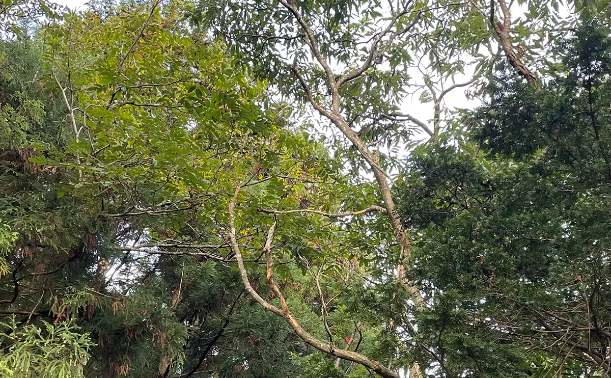 写真:クマによって枝が折られた栗の木