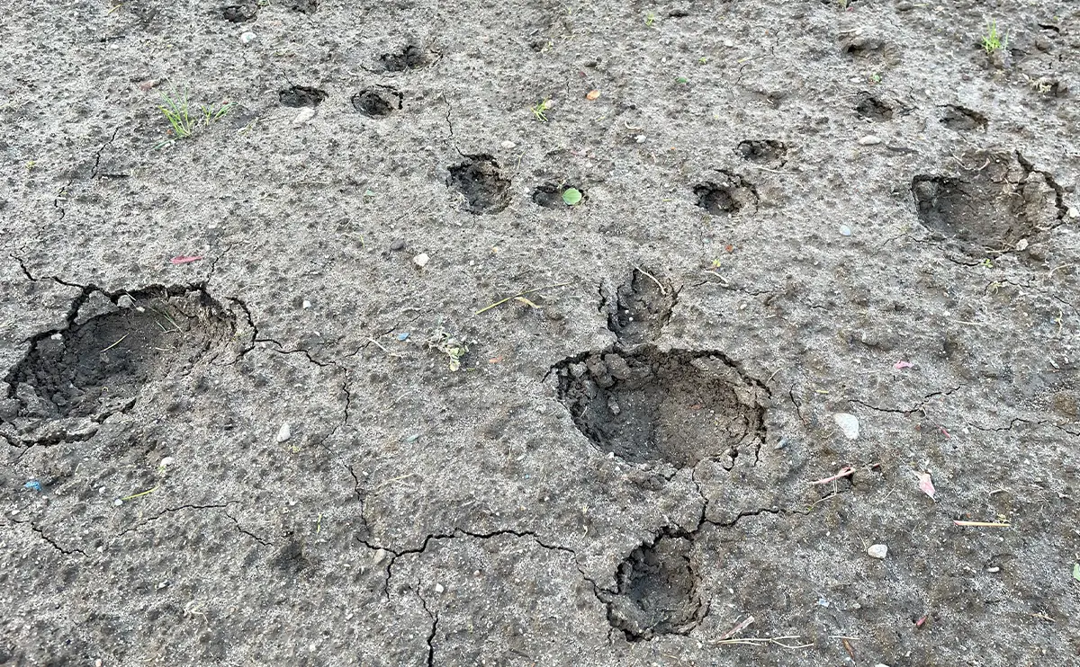 写真:畑につけられたクマの足跡