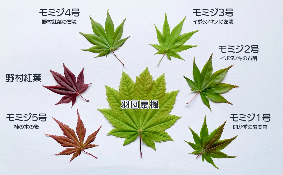 写真：我が家のカエデとモミジの葉っぱ