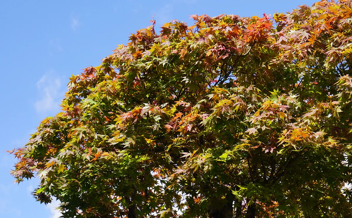 写真：5月上旬のモミジ1号