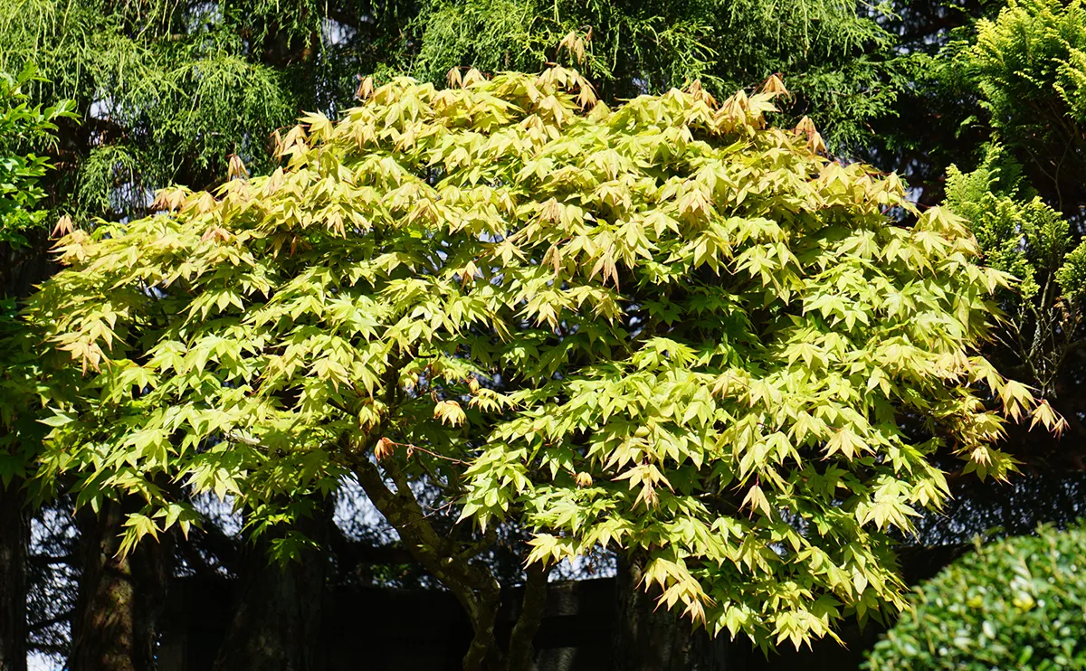 写真：5月上旬のモミジ2号