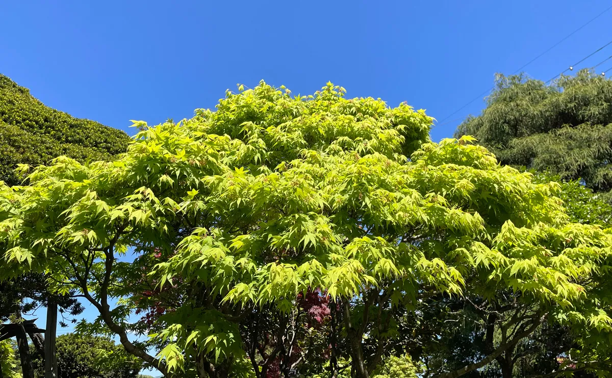 写真：5月上旬のモミジ3号