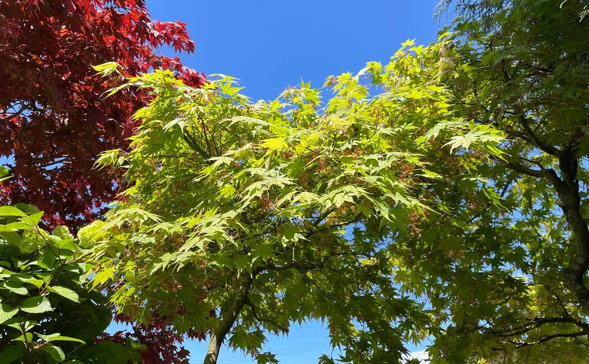 写真：5月上旬のモミジ4号