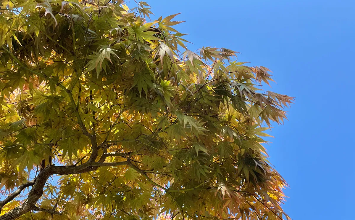 写真：5月上旬のモミジ5号