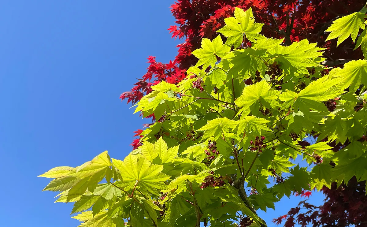 写真：5月上旬のハウチワカエデ