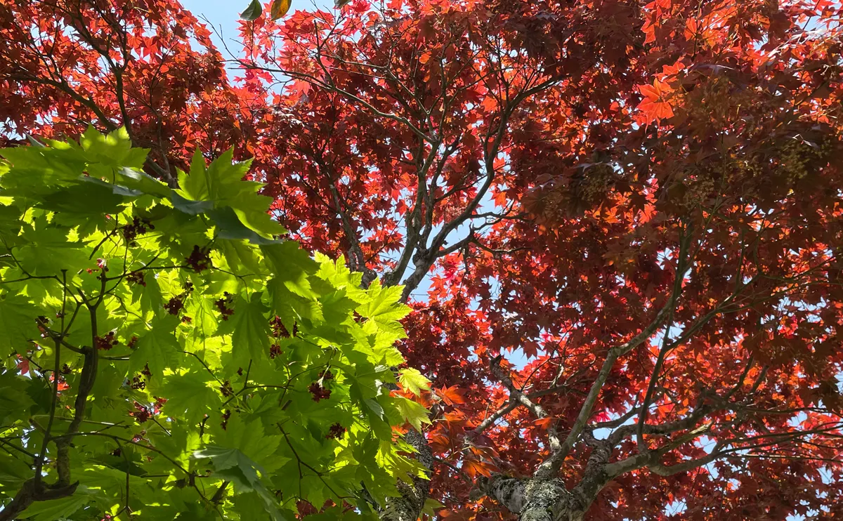 写真：5月上旬のノムラモミジ