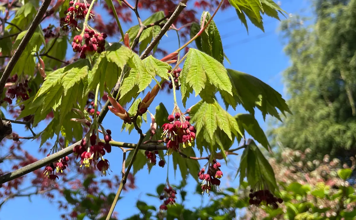 写真：ハウチワカエデの花