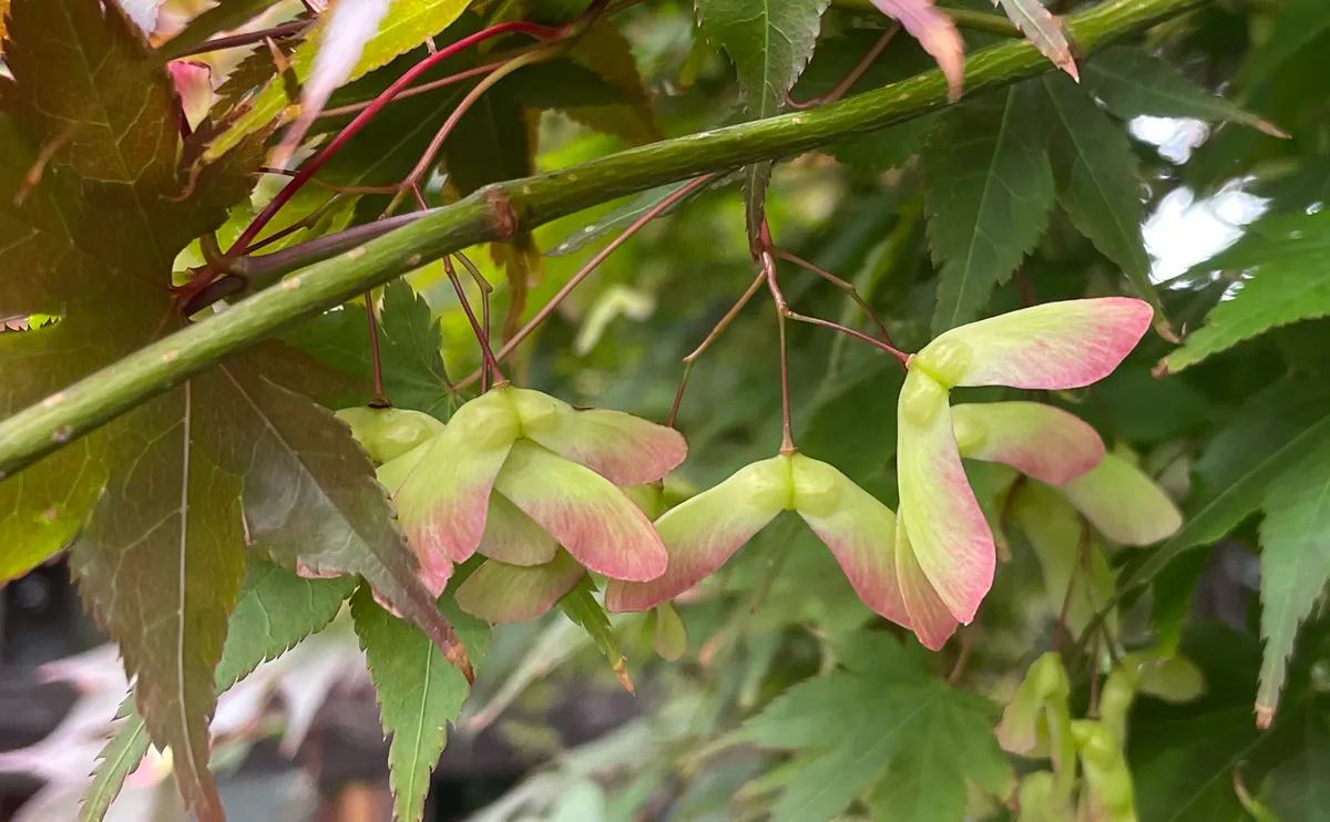 写真：カエデの翼果（よくか）