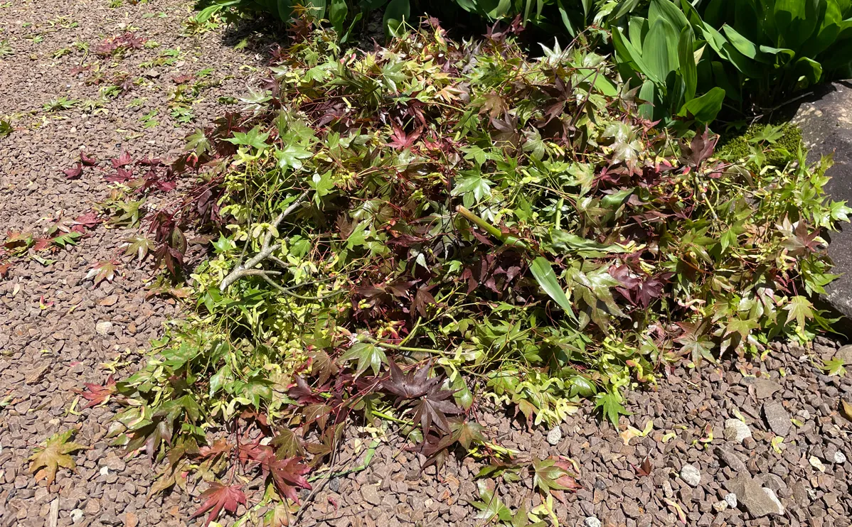 写真：剪定されたカエデ