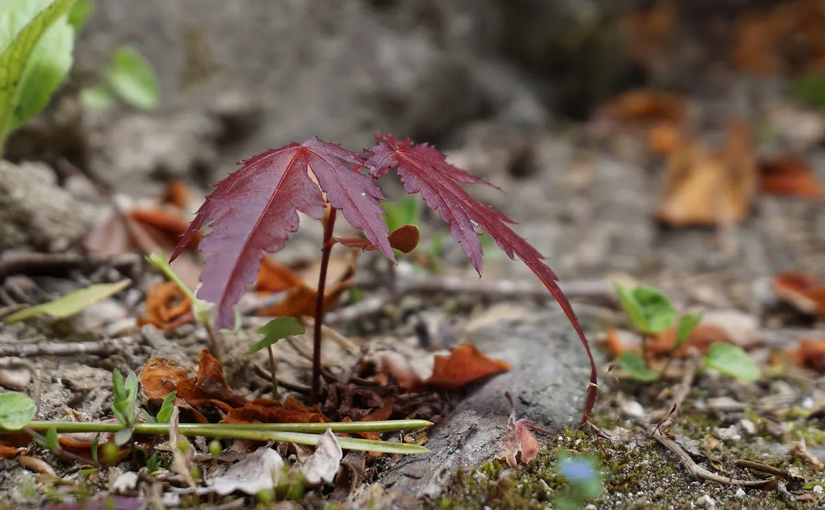 写真：根付いたモミジ