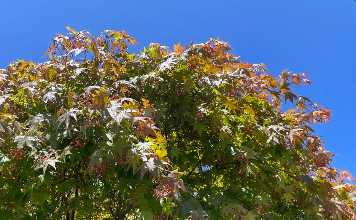 写真：モミジの木